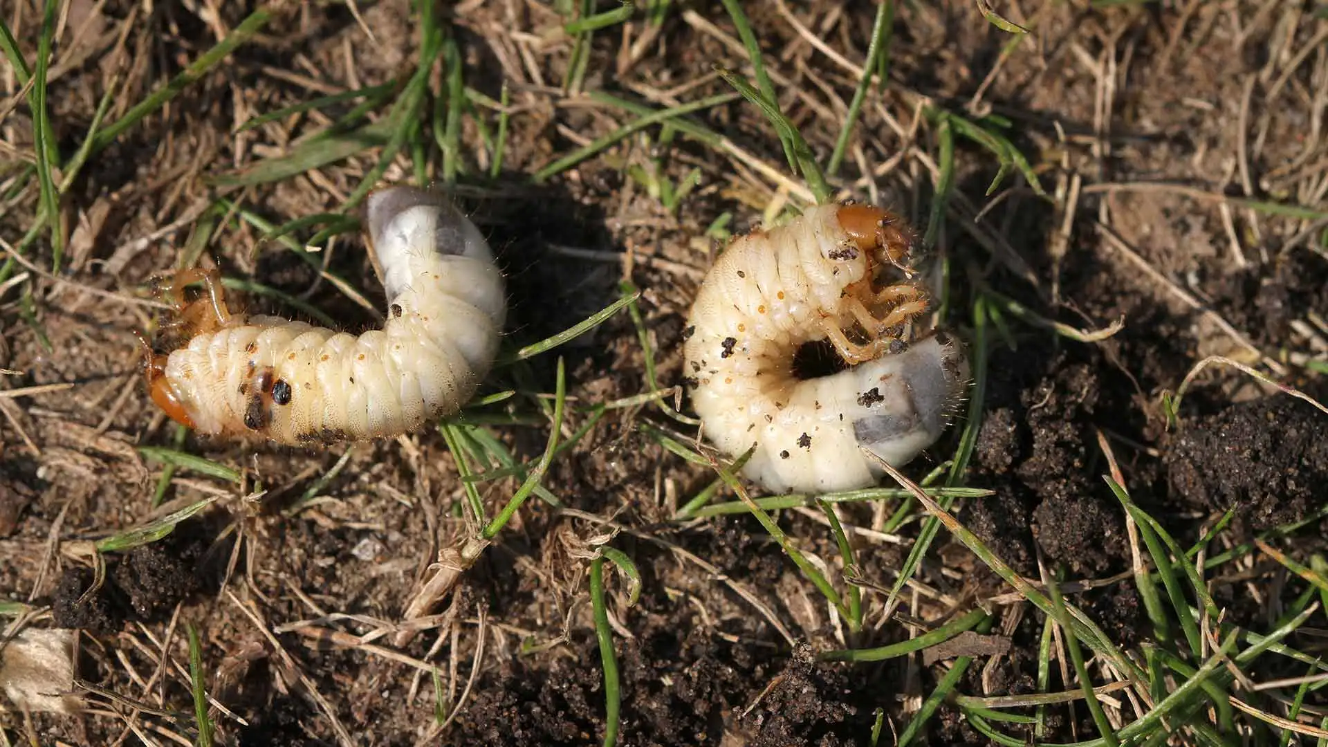Lawn grub worms in a home's yard in Alton, IL.