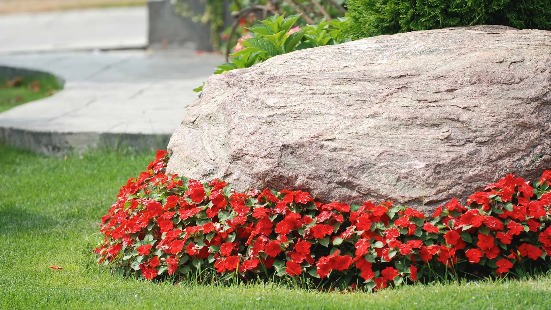 Professionally maintained red flowers by a boulder in Alton.
