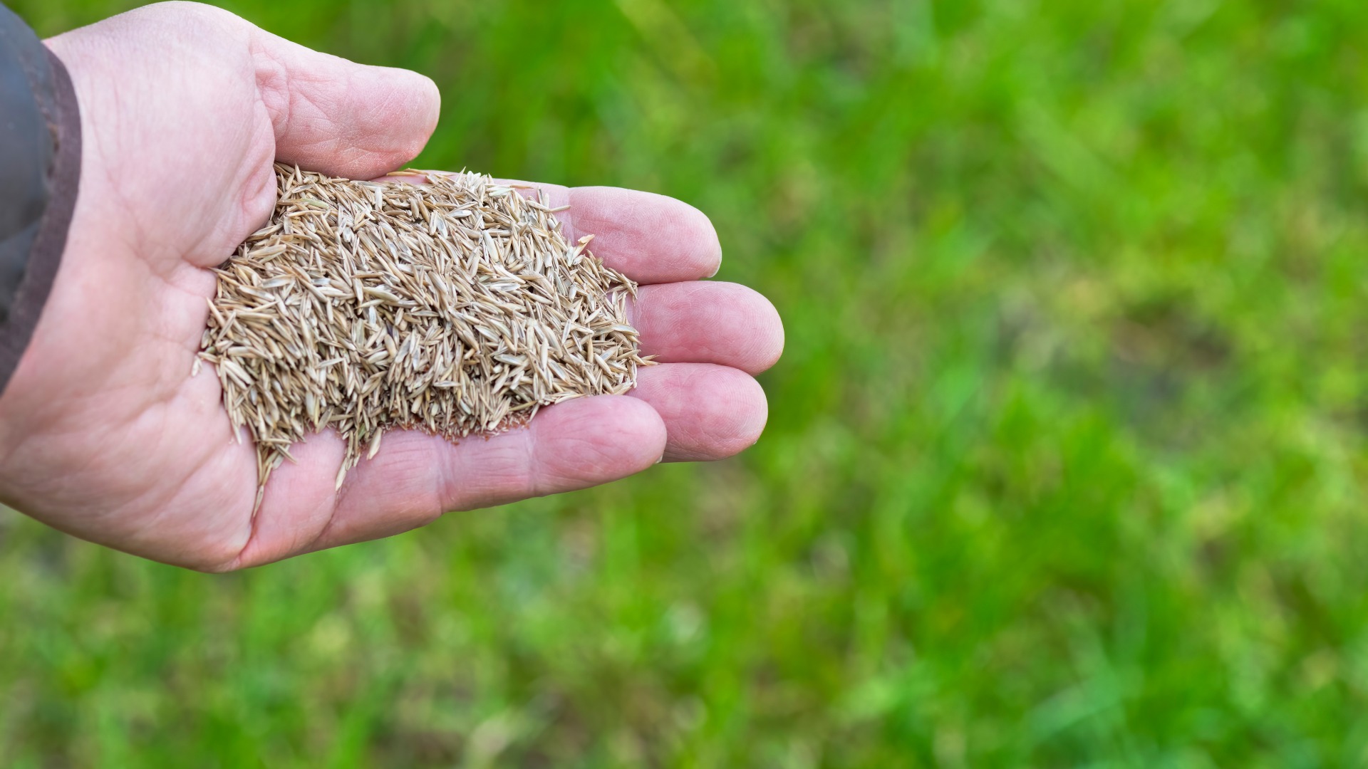 Sod vs Grass Seeds: Which One is Better for Growing a New Lawn in Illinois?