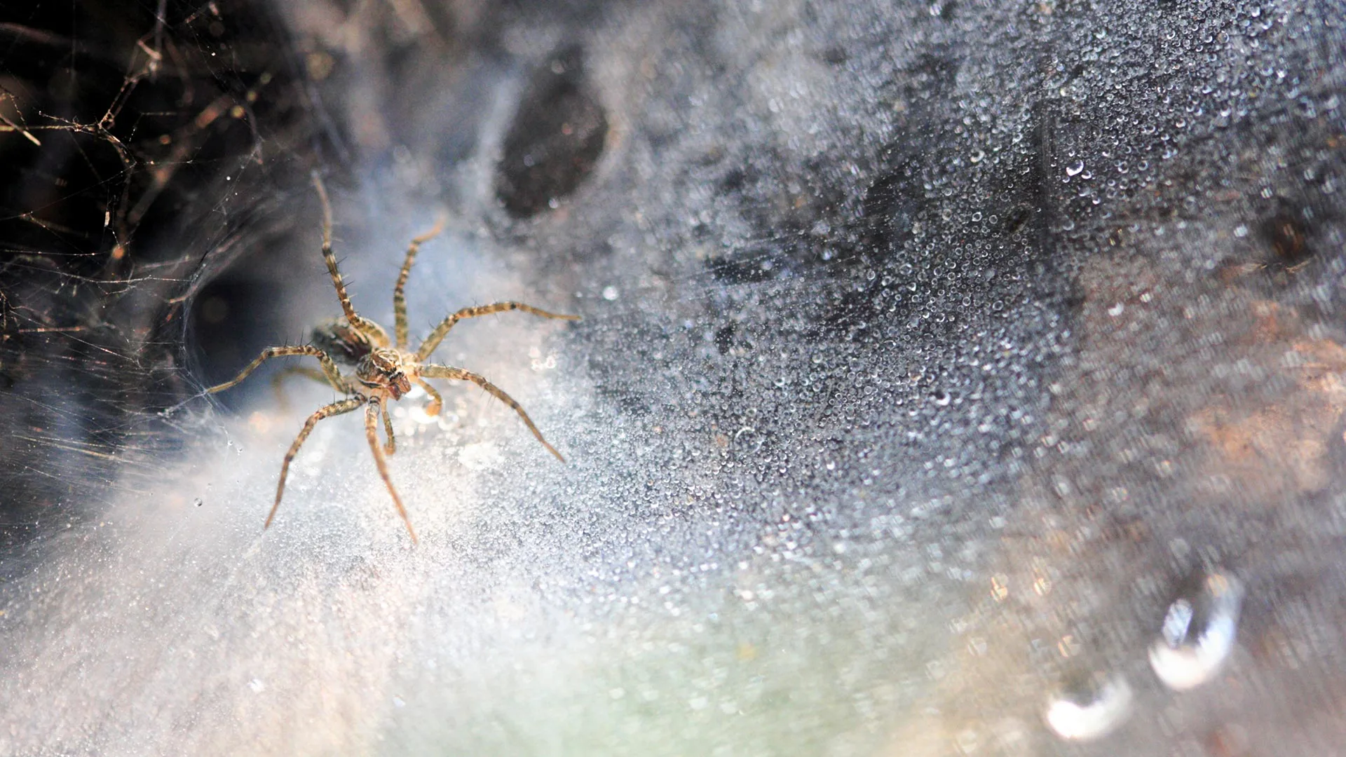 Spider in a web near Alton, IL.