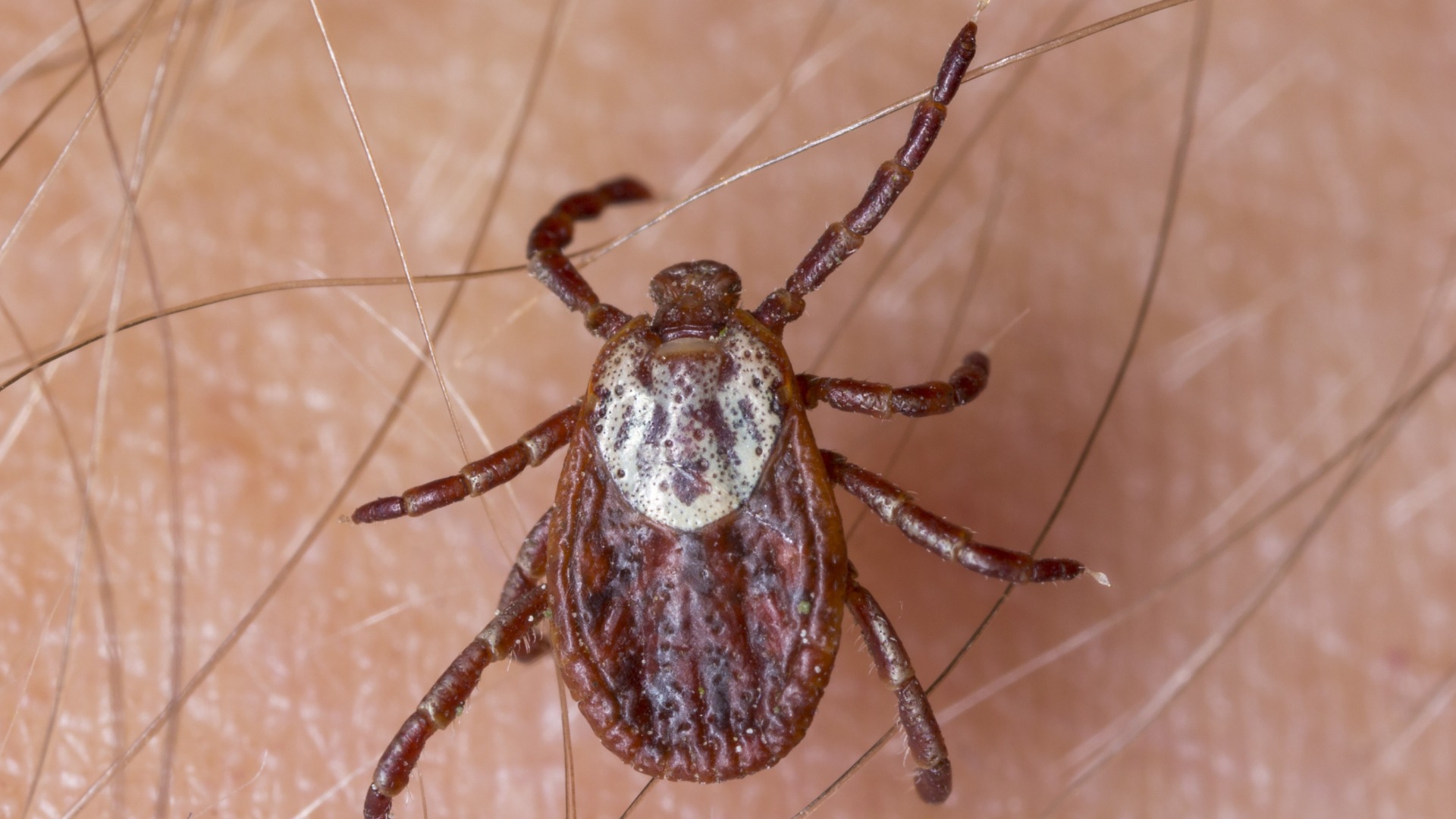 2022’s Tick Season Has Arrived - Protect Yourself With These Tips