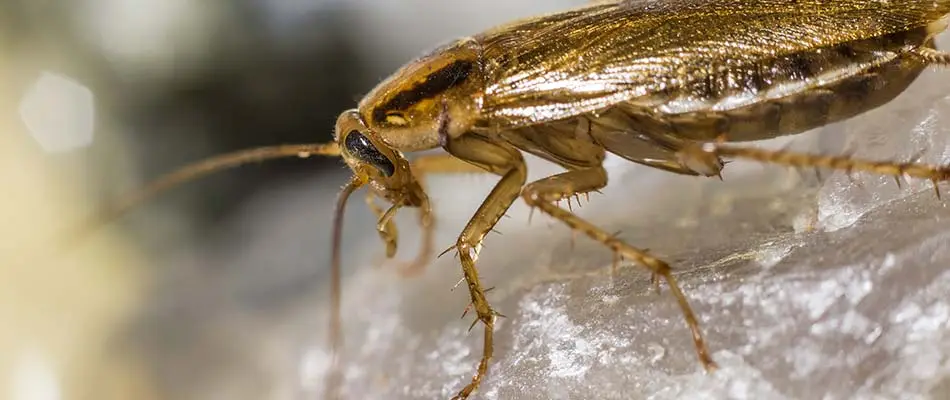 Close-up photo of a cockroach attracted by a dirty garbage bin in Godfrey, Illinois.