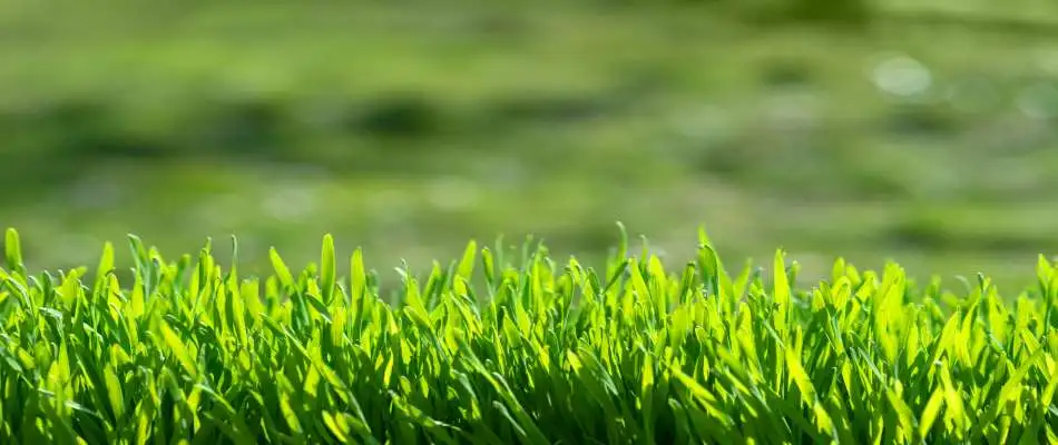 picture of healthy grass blades