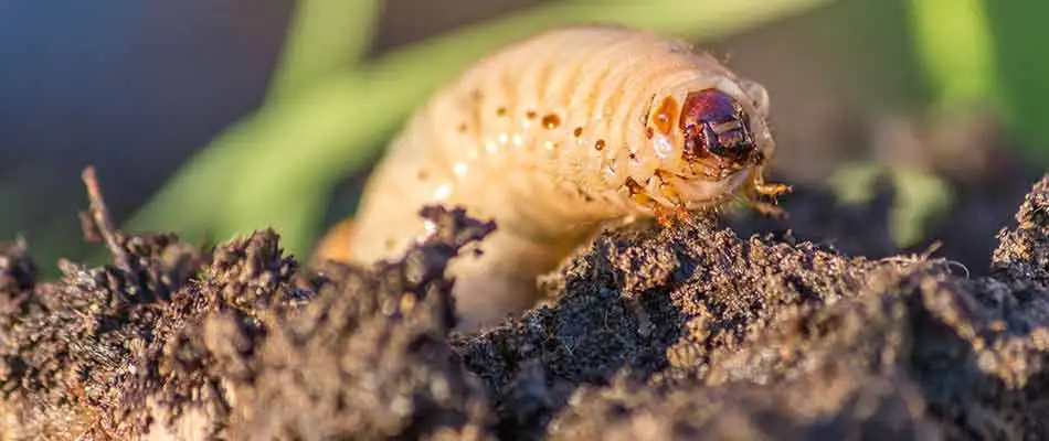 Lawn grub worm up close in a yard near Godfrey, Illinois.