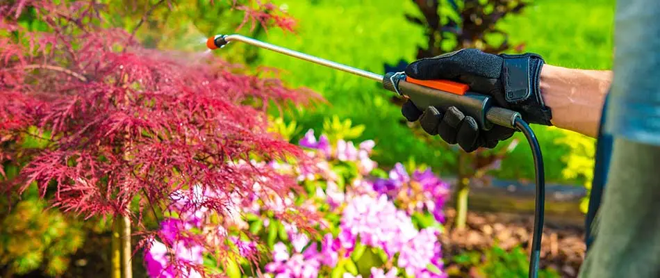 Pest control applied to bushes at a home in Edwardsville, Illinois.