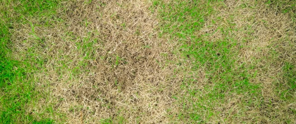 Brown patch lawn disease after leaves were left all season in Roxana, IL.