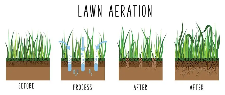Infographic explaining core aeration services in Bethalto, IL.