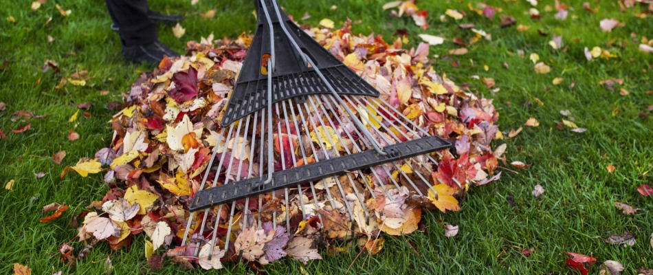 Raking leaves into a pile in Rosewood Heights, IL.