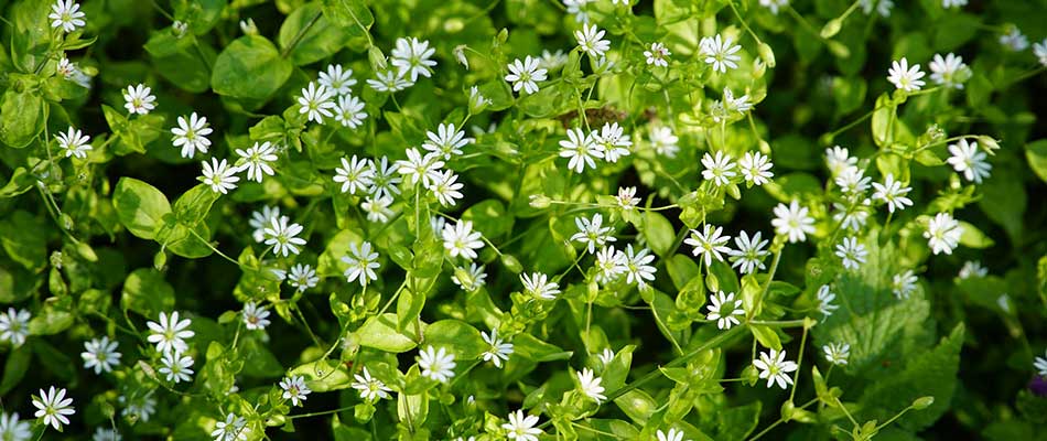 Chickweed overgrown at a property in Maryville, IL.