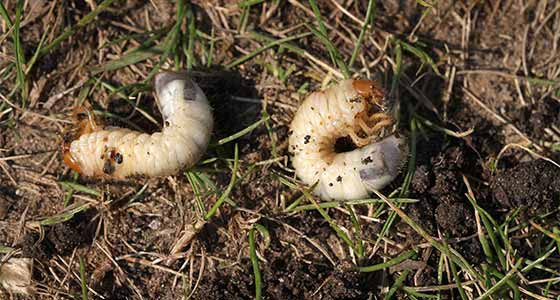 Grubs spotted in a lawn near %%targetarea6%%, IL.
